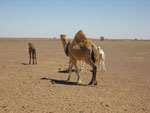 Sahara Dromedaries